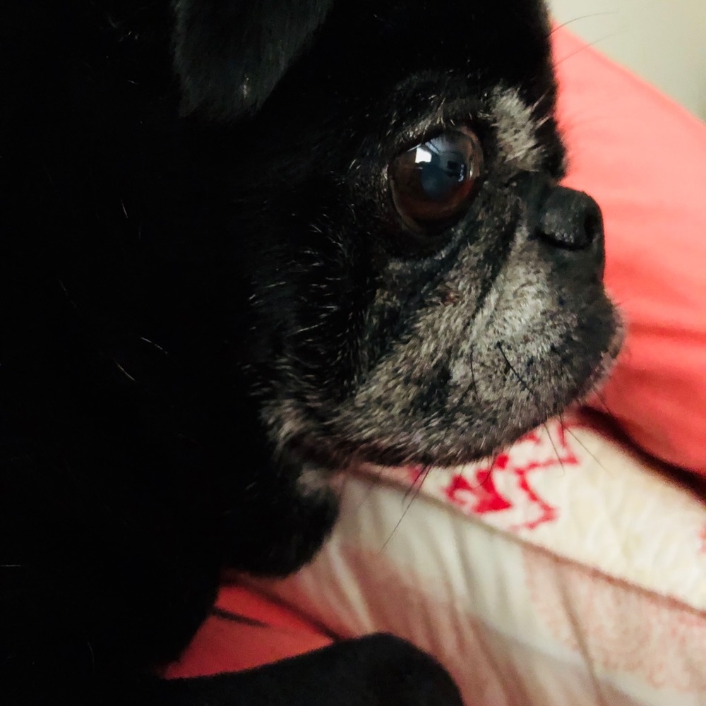 We ❤️💕 our Pets! 🐶 - Picture 3 of 9